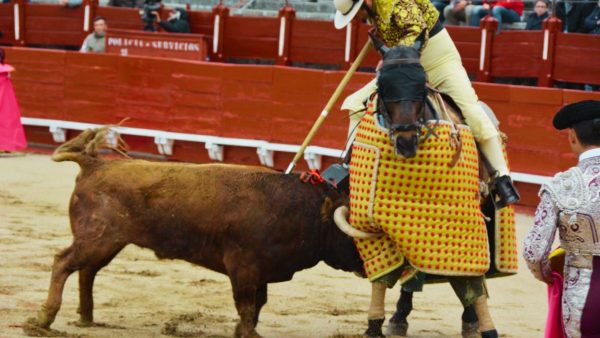 Picador picando a un toro con una puya reglamentaria tauroinnova