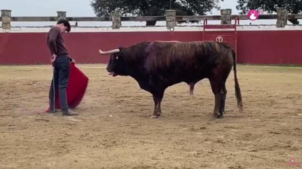 Toros Indultado de Victoriano del Rio por Esau Fernandez con la puya cuadrangular